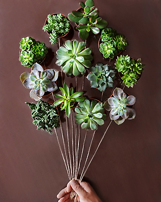 포토 JPG 해외이미지 손 화분 줄 추상 실내 신체부위 잡기 연결 원예 원예식물 다육식물 갈색배경 플랜테리어 해외202105 해외포토 식물 백그라운드 무늬 모션 사람 취미 내부 인테리어 갈색 파일형식