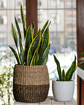 포토 JPG 해외이미지 화분 실내 사람없음 아웃포커스 두개 창가 원예 원예식물 나무탁자 산세베리아 해외202105 해외포토 식물 2 창문 탁자 촬영기법 취미 내부 파일형식