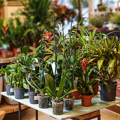 포토 JPG 해외이미지 화분 실내 종류 사람없음 아웃포커스 여러개 전시 꽃집 원예 원예식물 나무받침 해외202105 해외포토 식물 다수 촬영기법 취미 내부 목재 상점 받침대 파일형식