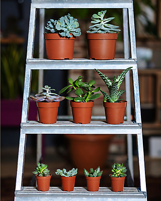 포토 JPG 해외이미지 화분 사다리 실내 사람없음 아웃포커스 장식 작음 큼 원예 일렬 원예식물 다육식물 해외202105 해외포토 식물 촬영기법 취미 내부 도구 크기 파일형식