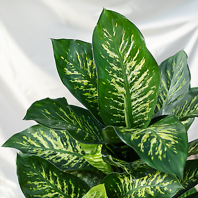 포토 JPG 해외이미지 잎 실내 근접촬영 사람없음 열대식물 흰배경 원예 원예식물 해외202105 해외포토 식물 뷰포인트 백그라운드 취미 내부 흰색 파일형식