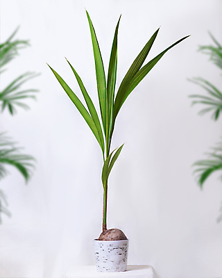 포토 JPG 해외이미지 화분 실내 사람없음 소프트포커스 흰배경 원예 원예식물 코코넛나무 해외202105 해외포토 나무 식물 백그라운드 촬영기법 취미 내부 흰색 파일형식