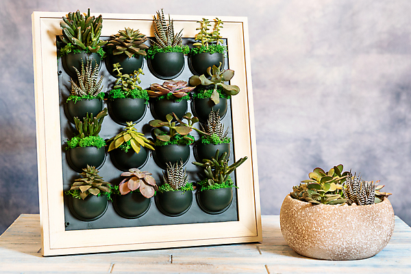 포토 JPG 해외이미지 화분 액자 실내 종류 사람없음 원예 원예식물 나무탁자 다육식물 플랜테리어 해외202105 해외포토 식물 탁자 취미 내부 인테리어 파일형식