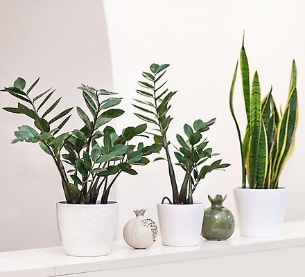 포토 JPG 해외이미지 화분 실내 종류 사람없음 여러개 원예 일렬 원예식물 금전수 산세베리아 해외202105 해외포토 식물 다수 취미 내부 파일형식