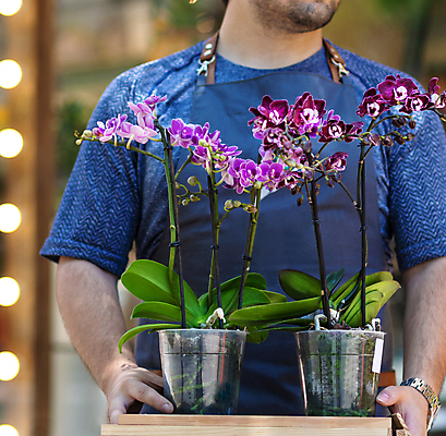 포토 JPG 해외이미지 나무 식물 꽃 잎 태국 사람없음 머리 정원 나뭇가지 호접란 푸켓 해외202105 해외포토 아시아 신체부위 파일형식