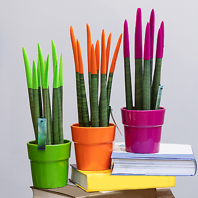 포토 JPG 해외이미지 화분 실내 사람없음 장식 책 꼬리표 쌓기 원예 원예식물 산세베리아 해외202105 해외포토 식물 모션 취미 내부 라벨 파일형식