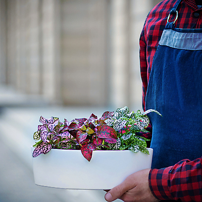 포토 JPG 해외이미지 식물 접시 꽃잎 꽃 사람없음 식당 낭만 나뭇가지 향기 호접란 해외202105 해외포토 나무 식기 컨셉 상점 냄새 파일형식