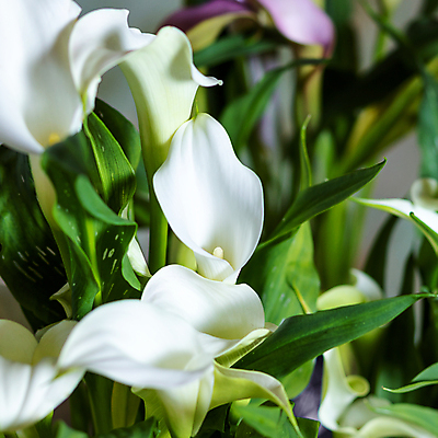 포토 JPG 해외이미지 잎 실내 근접촬영 사람없음 아웃포커스 카라 원예 원예식물 해외202105 해외포토 식물 꽃 뷰포인트 촬영기법 취미 내부 파일형식