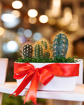 포토 JPG 해외이미지 리본 화분 선인장 실내 사람없음 아웃포커스 원예 보케 원예식물 선인장화분 해외202105 해외포토 식물 촬영기법 취미 내부 파일형식