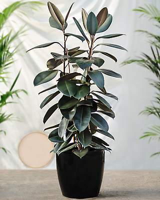 포토 JPG 해외이미지 화분 잎 실내 사람없음 아웃포커스 원예 원예식물 고무나무 관상식물 해외202105 해외포토 나무 식물 촬영기법 취미 내부 파일형식