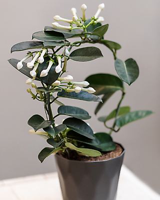 포토 JPG 해외이미지 꽃 화분 잎 실내 사람없음 덩굴 원예 원예식물 화이트자스민 휘어짐 해외202105 해외포토 식물 컨셉 취미 내부 재스민 파일형식