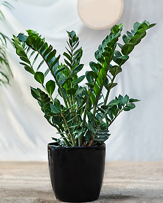 포토 JPG 해외이미지 화분 실내 사람없음 열대식물 원예 원예식물 금전수 해외202105 해외포토 식물 취미 내부 파일형식