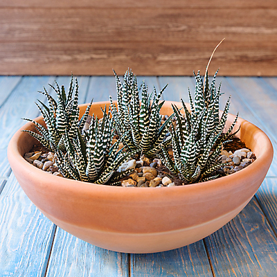 포토 JPG 해외이미지 화분 실내 사람없음 조약돌 원예 나무바닥 원예식물 다육식물 테라리움 해외202105 해외포토 식물 바닥 취미 내부 돌_바위 파일형식