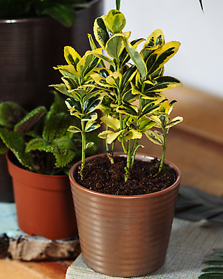 포토 JPG 해외이미지 화분 실내 사람없음 원예 원예식물 관엽식물 홍콩야자 해외202105 해외포토 식물 취미 내부 파일형식