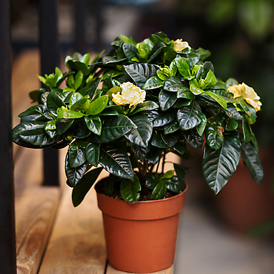 포토 JPG 해외이미지 화분 잎 실내 사람없음 아웃포커스 원예 원예식물 치자꽃 치자나무 해외202105 해외포토 나무 식물 꽃 촬영기법 취미 내부 파일형식