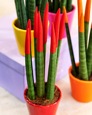 포토 JPG 해외이미지 화분 실내 근접촬영 사람없음 아웃포커스 장식 여러개 원예 원예식물 산세베리아 해외202105 해외포토 식물 뷰포인트 다수 촬영기법 취미 내부 파일형식