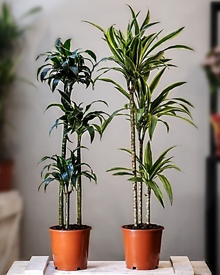 포토 JPG 해외이미지 화분 실내 사람없음 아웃포커스 원예 원예식물 두그루 드라세나 해외202105 해외포토 식물 2 촬영기법 취미 내부 파일형식