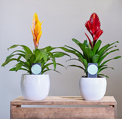 포토 JPG 해외이미지 화분 실내 사람없음 두개 이름표 열대식물 원예 원예식물 나무탁자 해외202105 해외포토 식물 2 탁자 취미 내부 파일형식