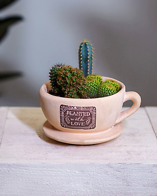 포토 JPG 해외이미지 화분 선인장 실내 사람없음 아웃포커스 찻잔 원예 원예식물 나무탁자 선인장화분 테라리움 해외202105 해외포토 식물 탁자 잔 촬영기법 취미 내부 파일형식