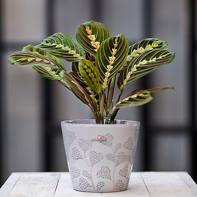 포토 JPG 해외이미지 화분 화초 잎 실내 사람없음 아웃포커스 열대식물 원예 원예식물 나무탁자 해외202105 해외포토 식물 탁자 촬영기법 취미 내부 파일형식