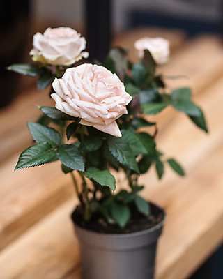 포토 JPG 해외이미지 화분 잎 실내 사람없음 아웃포커스 장미 원예 원예식물 해외202105 해외포토 식물 꽃 촬영기법 취미 내부 파일형식