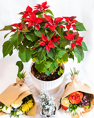 포토 JPG 해외이미지 꽃 화분 꽃다발 잎 실내 사람없음 원예 원예식물 포인세티아 해외202105 해외포토 식물 취미 내부 파일형식