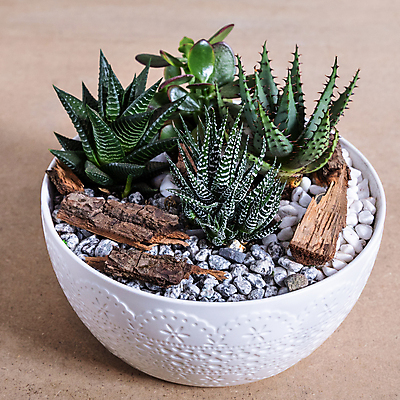 포토 JPG 해외이미지 화분 실내 사람없음 조약돌 원예 원예식물 나무조각 다육식물 베이지색배경 테라리움 해외202105 해외포토 식물 백그라운드 취미 내부 목재 돌_바위 베이지색 파일형식