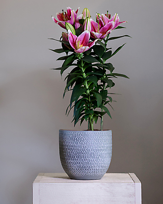 포토 JPG 해외이미지 화분 잎 실내 사람없음 꽃봉오리 원예 원예식물 나무탁자 잎줄기 해외202105 해외포토 식물 꽃 줄기 탁자 취미 내부 파일형식