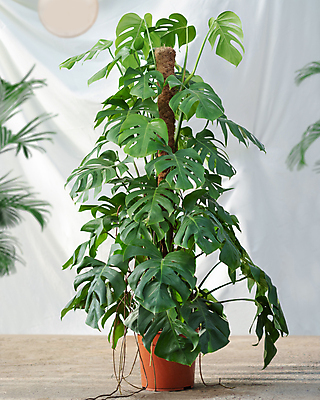 포토 JPG 해외이미지 화분 잎 실내 한그루 사람없음 원예 원예식물 잎줄기 해외202105 해외포토 나무 식물 1 줄기 취미 내부 파일형식