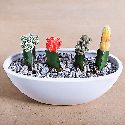 포토 JPG 해외이미지 화분 선인장 실내 사람없음 다양 조약돌 원예 원예식물 선인장화분 베이지색배경 해외202105 해외포토 식물 다수 백그라운드 취미 내부 돌_바위 베이지색 파일형식