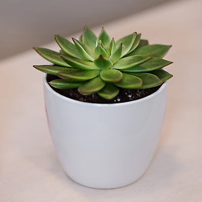 포토 JPG 해외이미지 화분 실내 사람없음 한개 원예 원예식물 다육식물 베이지색배경 해외202105 해외포토 식물 1 백그라운드 취미 내부 베이지색 파일형식