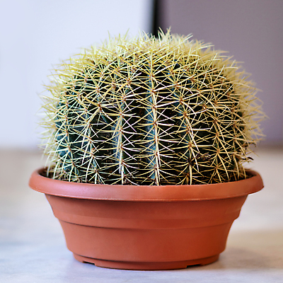 포토 JPG 해외이미지 화분 바닥 선인장 실내 사람없음 원예 원예식물 선인장화분 해외202105 해외포토 식물 취미 내부 파일형식