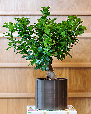 포토 JPG 해외이미지 화분 잎 탁자 실내 한그루 사람없음 원예 원예식물 분재 나무배경 해외202105 해외포토 나무 식물 1 가구 백그라운드 취미 내부 파일형식