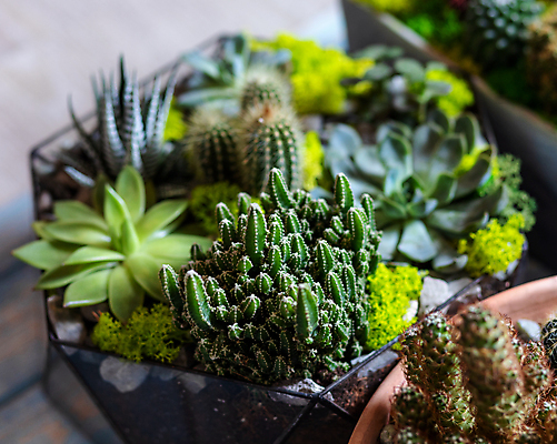 포토 JPG 해외이미지 화분 선인장 실내 종류 사람없음 아웃포커스 소프트포커스 원예 원예식물 다육식물 테라리움 해외202105 해외포토 식물 촬영기법 취미 내부 파일형식