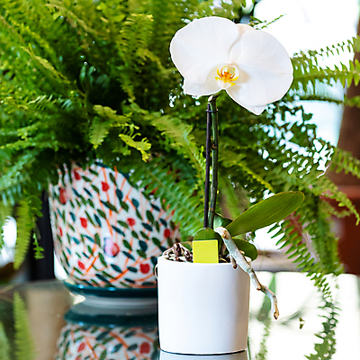 포토 JPG 해외이미지 화분 한송이 탁자 실내 사람없음 아웃포커스 반사 원예 원예식물 양치식물 팔레놉시스 해외202105 해외포토 식물 1 가구 촬영기법 취미 내부 송이 파일형식