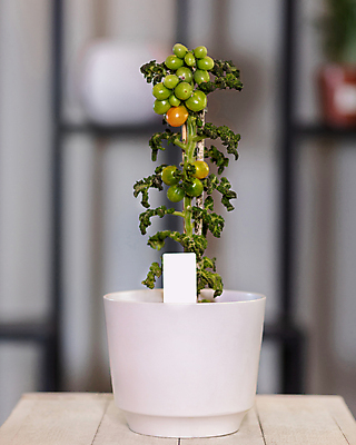 포토 JPG 해외이미지 무료이미지 줄기 잎 토마토 채소 비프스테이크 사람없음 빨간색 농작물 농장 샐러드 성장 원예 포도나무 국산 온실 해외202105 해외포토 식물 음식 컬러 농업 스테이크 취미 소고기 과일나무 파일형식 무료콘텐츠