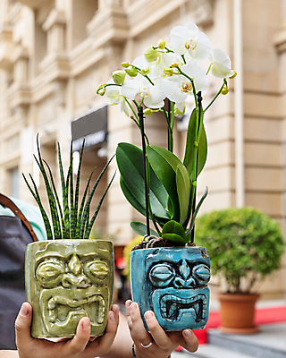 포토 JPG 해외이미지 탁자 선인장 사람없음 꽃병 흙 해외202105 해외포토 식물 꽃 가구 파일형식