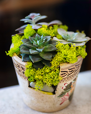 포토 JPG 해외이미지 화분 실내 이끼 사람없음 아웃포커스 조약돌 원예 원예식물 깨짐 다육식물 해외202105 해외포토 식물 컨셉 촬영기법 취미 내부 돌_바위 파일형식