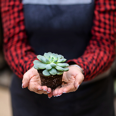 포토 JPG 해외이미지 탁자 선인장 손바닥 취미 사람없음 카페 보케 분재 해외202105 해외포토 나무 식물 손 가구 상점 파일형식