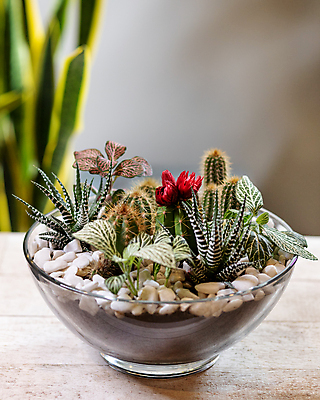 포토 JPG 해외이미지 화분 선인장 실내 사람없음 아웃포커스 조약돌 원예 원예식물 나무탁자 다육식물 해외202105 해외포토 식물 탁자 촬영기법 취미 내부 돌_바위 파일형식