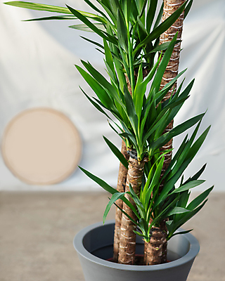 포토 JPG 해외이미지 꽃 화분 화초 잎 실내 취미 사람없음 사무실 성장 꽃집 관목 물주기 원예 스프레이 해외202105 해외포토 나무 식물 비즈니스 모션 내부 상점 파일형식