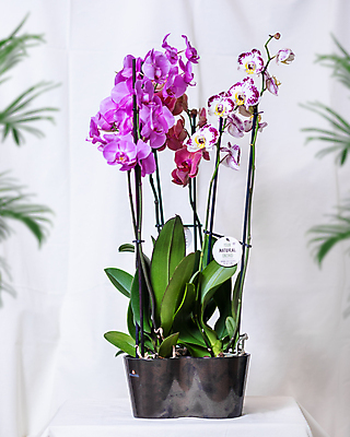 포토 JPG 해외이미지 화분 실내 사람없음 아웃포커스 꼬리표 원예 원예식물 난초꽃 팔레놉시스 해외202105 해외포토 식물 꽃 촬영기법 취미 내부 라벨 난초 파일형식