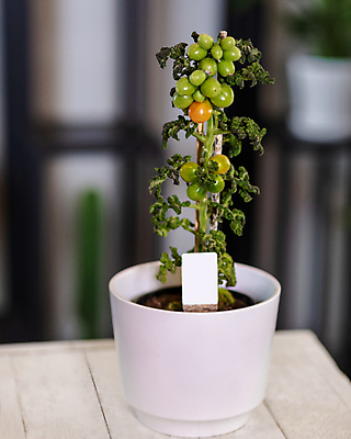 포토 JPG 해외이미지 줄기 잎 토마토 채소 비프스테이크 사람없음 빨간색 농작물 농장 샐러드 성장 원예 포도나무 국산 온실 해외202105 해외포토 식물 음식 컬러 농업 스테이크 취미 소고기 과일나무 파일형식