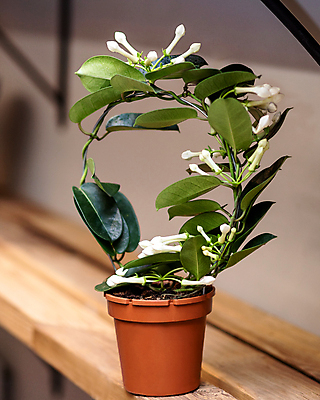 포토 JPG 해외이미지 꽃 화분 실내 사람없음 덩굴 원예 원예식물 나무탁자 화이트자스민 휘어짐 해외202105 해외포토 식물 컨셉 탁자 취미 내부 재스민 파일형식