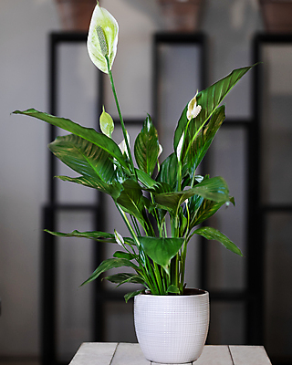 포토 JPG 해외이미지 화분 잎 실내 사람없음 아웃포커스 원예 원예식물 스파트필름 해외202105 해외포토 식물 꽃 촬영기법 취미 내부 파일형식