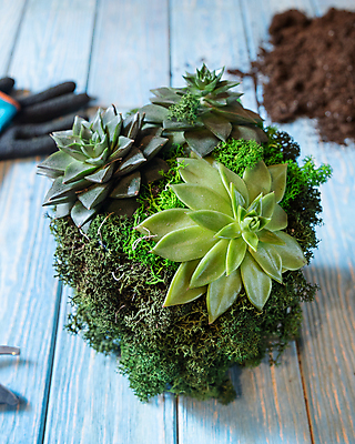 포토 JPG 해외이미지 장갑 탁자 선인장 사람없음 컵 꽃병 흙 머그컵 삽 먼지 해외202105 해외포토 식물 식기 잡화 꽃 가구 파일형식