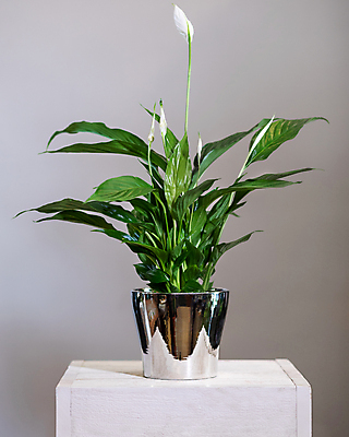 포토 JPG 해외이미지 화분 잎 실내 사람없음 반사 원예 원예식물 나무탁자 스파트필름 해외202105 해외포토 식물 꽃 탁자 취미 내부 파일형식