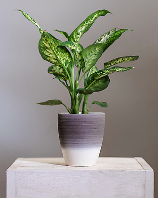 포토 JPG 해외이미지 화분 실내 사람없음 열대식물 원예 원예식물 관엽식물 나무탁자 해외202105 해외포토 식물 탁자 취미 내부 파일형식