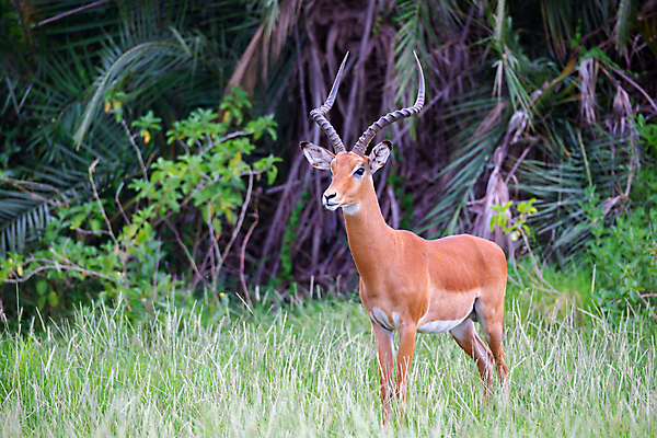 포토 JPG 해외이미지 동물 1 야생동물 포유류 아프리카 자연 초식동물 뿔 풍경 사람없음 야외 빛 머리 게임 영양 남쪽 가젤 나미비아 램 해외202105 해외포토 나라 놀이 신체부위 방향 생태계 남아프리카 파일형식