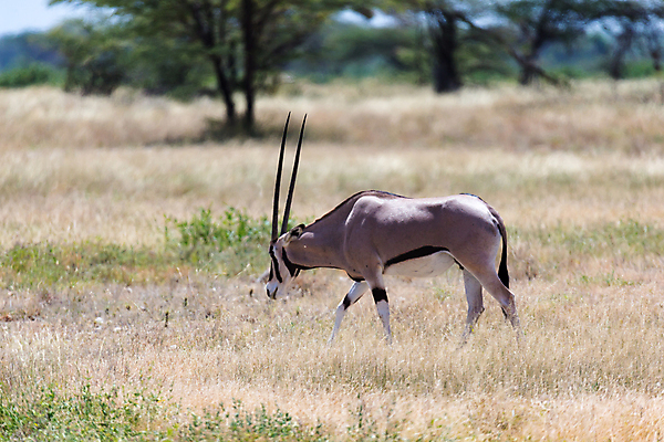 포토 JPG 해외이미지 나무 동물 야생동물 포유류 아프리카 자연 초식동물 뿔 풍경 초원 사람없음 야외 사막 자녀 아기 보호 영양 케냐 사바나 초식 해외202105 해외포토 식물 나라 컨셉 사람 생태계 파일형식